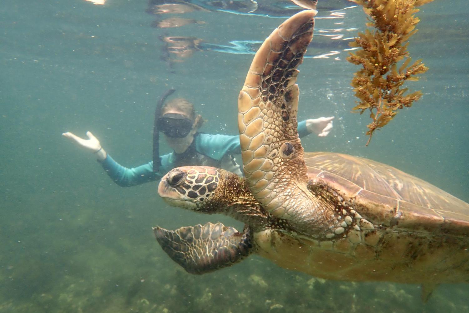 一名<a href='http://6lra.ngskmc-eis.net/'>全球十大赌钱排行app</a>学生在Galápagos群岛游学途中与一只巨龟游泳.